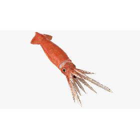 Arrow Squid Doryteuthis Plei 3D